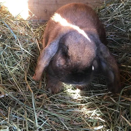 Quarto em Acomodações Particulares Landgasthof Marhube Baldramsdorf