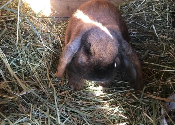 Homestay Landgasthof Marhube Baldramsdorf